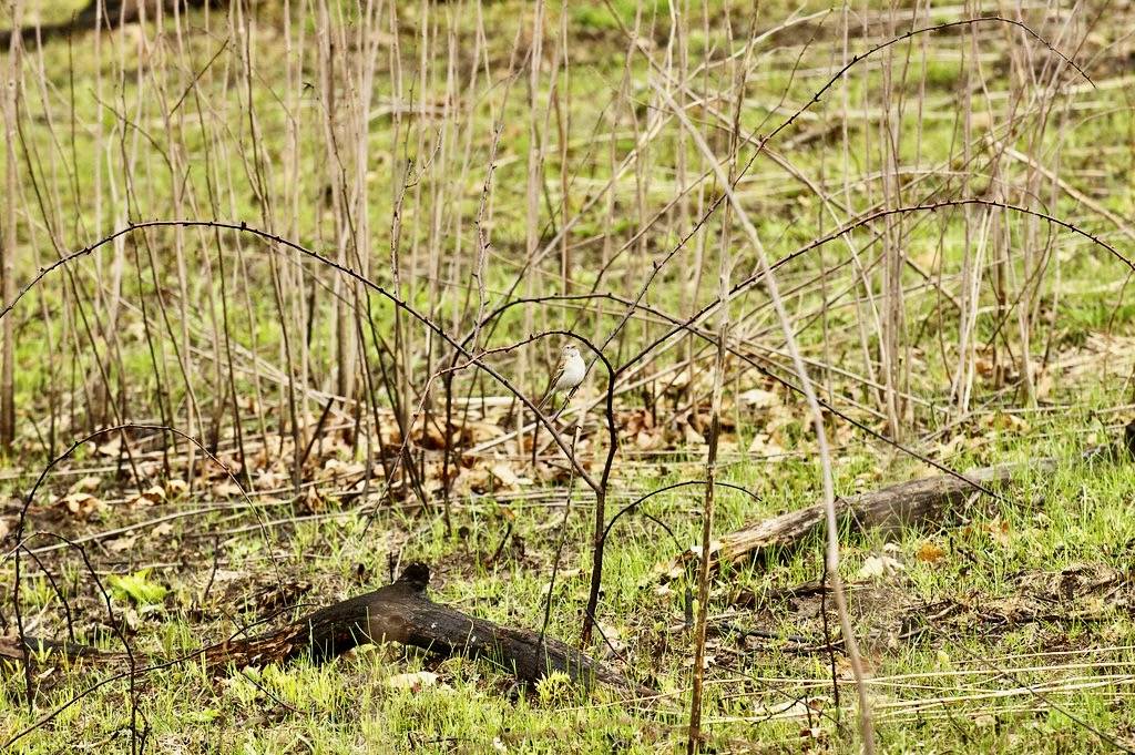 Field Sparrow by bwinesett is licensed under CC BY-ND 2.0.